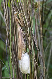 Praying Mantis -Mantis religiosa-, laying eggs in an ootheca, Burgenland, Austria Praying Mantis -Mantis religiosa-, laying eggs in an ootheca, Burgenland, Austria