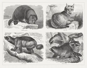 Predators, wood engravings, published in 1878 Predators, wood engravings, published in 1878