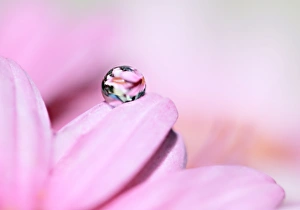 <b class=qtipBold><figcaption>Pretty Pink Droplet</figcaption></b><br>A macro of a tiny water drop with a fine crystal ball like refraction captured inside it sits upon the edge of a pink daisy's petal and has a dreamy pastel background.<br><em>© 2009-2010 Susan Gary</em> Pretty Pink Droplet