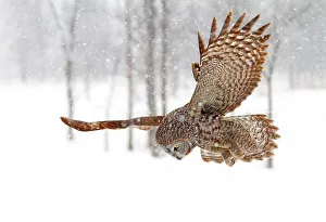 <b class=qtipBold><figcaption>Prey is spotted</figcaption></b><br><em>© JIm Cumming</em> Prey is spotted