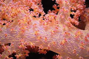 <b class=qtipBold><figcaption>Prickly Alcyonarian Coral</figcaption></b><br>Jeff Rotman Underwater Photography, 6395-000270 Prickly Alcyonarian Coral