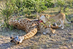 Pride of Lions -Panthera leo- feeding on a giraffe, Masai Mara National Park, Kenya Pride of Lions -Panthera leo- feeding on a giraffe, Masai Mara National Park, Kenya