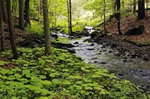 Primeval forest in the Vessertal valley, Biosphaerenreservat Vessertal-Thueringer Wald Primeval forest in the Vessertal valley, Biosphaerenreservat Vessertal-Thueringer Wald