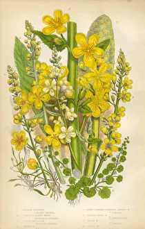 Primrose, Oenothera, Mudwort, Mullein, Victorian Botanical Illustration Primrose, Oenothera, Mudwort, Mullein, Victorian Botanical Illustration