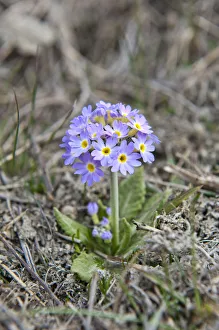 Primrose -Primula-, Upper Mustang, Lo, Nepal Primrose -Primula-, Upper Mustang, Lo, Nepal