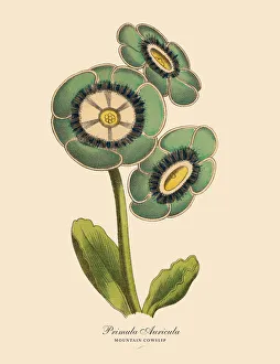 Primula Auricula or Mountain Cowslip Plant, Victorian Botanical Illustration Primula Auricula or Mountain Cowslip Plant, Victorian Botanical Illustration