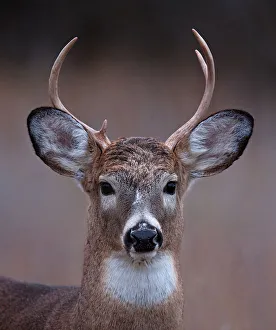 <b class=qtipBold><figcaption>Prince - White-tailed deer</figcaption></b><br><em>© Jim Cumming</em> Prince - White-tailed deer