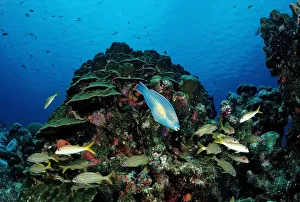 Princess Parrotfish (Scarus taeniopterus) swimming in between Smallmouth Grunts Princess Parrotfish (Scarus taeniopterus) swimming in between Smallmouth Grunts