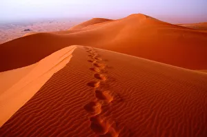 Prints in the desert sands, Merzouga dunes Prints in the desert sands, Merzouga dunes