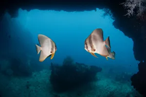 <b class=qtipBold><figcaption>Private room</figcaption></b><br>Underwater cavernpair of batfishWest Papua (Raja Ampat).<br><em>© Andrey Narchuk</em> Private room