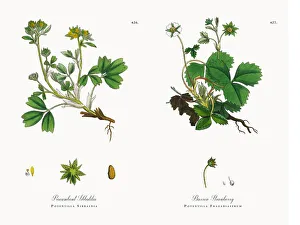 Procumbent Sibbaldia, Potentilla Sibbaldia, Victorian Botanical Illustration, 1863 Procumbent Sibbaldia, Potentilla Sibbaldia, Victorian Botanical Illustration, 1863