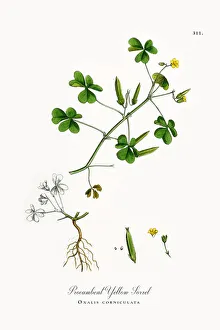 Procumbent Yellow Sorrel, Oxalis corniculata, Victorian Botanical Illustration, 1863 Procumbent Yellow Sorrel, Oxalis corniculata, Victorian Botanical Illustration, 1863