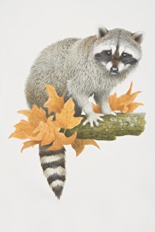 Collections/dorling kindersley prints/procyon lotor raccoon perched tree branch Collections/dorling kindersley prints/procyon lotor raccoon perched tree branch