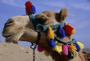 Side Profile Portrait of Camel In Full Head Dress Side Profile Portrait of Camel In Full Head Dress