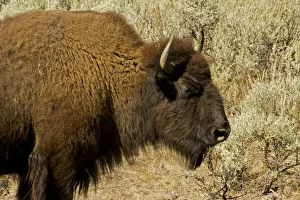 Profile view of American bison (Bison bison) in Lamar Valley at Yellowstone National Park Profile view of American bison (Bison bison) in Lamar Valley at Yellowstone National Park