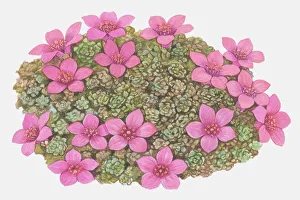 Profusion of star-shaped purple-pink flowers and rosette shaped leaves of Saxifraga sp., Saxifrage Profusion of star-shaped purple-pink flowers and rosette shaped leaves of Saxifraga sp., Saxifrage