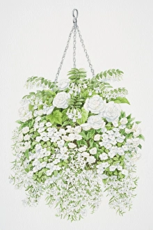 Profusion of white flowers tumbling from hanging basket, from top to bottom, bell-shaped flowers of Fuchsia Profusion of white flowers tumbling from hanging basket, from top to bottom, bell-shaped flowers of Fuchsia