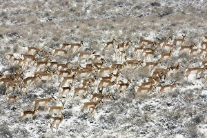 Images Dated 21st November 2010: Pronghorn antelope (Antilocapra americana) herd in meadow, Sage Bush country, Oregon, USA
