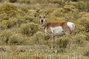Pronghorn Antelope (Antilocapra americana) in meadow, Yellowstone National Park (Montana Pronghorn Antelope (Antilocapra americana) in meadow, Yellowstone National Park (Montana