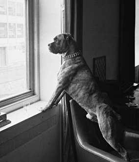 Proud Army Dog Proud Army Dog