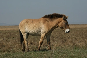 Przewalskis horse -Equus ferus przewalskii-, Burgenland, Austria, Europe Przewalskis horse -Equus ferus przewalskii-, Burgenland, Austria, Europe