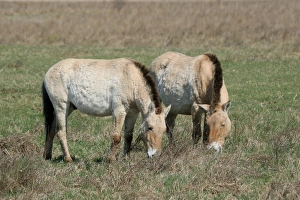 Przewalskis horses -Equus ferus przewalskii-, Burgenland, Austria, Europe Przewalskis horses -Equus ferus przewalskii-, Burgenland, Austria, Europe