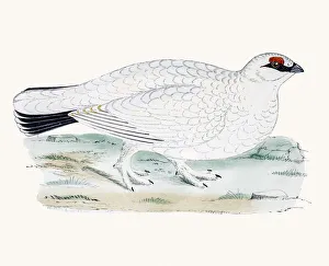 <b class=qtipBold><figcaption>Ptarmigan</figcaption></b><br>A photograph of an original hand-colored engraving from The History of British Birds by Morris published in 1853-1891.<br><em>© mashuk</em> Ptarmigan