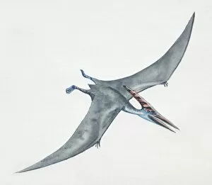 Prehistoric Animals Gallery: Pteranodon gliding, side view