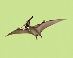 Pterodactyloidea Collection of Photo Prints and Gifts