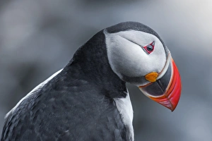 <b class=qtipBold><figcaption>Pufffin portrait</figcaption></b> Pufffin portrait