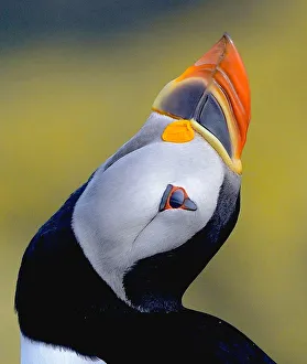 <b class=qtipBold><figcaption>Puffin</figcaption></b><br>Close up of Puffin.<br><em>© morgans815</em> Puffin