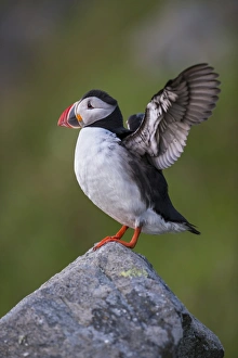 Puffin or Atlantic Puffin -Fratercula arctica-, Runde, Soroyane, More og Romsdal, Norway Puffin or Atlantic Puffin -Fratercula arctica-, Runde, Soroyane, More og Romsdal, Norway