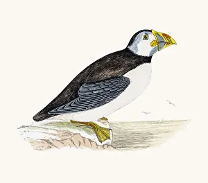 <b class=qtipBold><figcaption>Puffin bird</figcaption></b><br>A photograph of an original hand-colored engraving from The History of British Birds by Morris published in 1853-1891.<br><em>© mashuk</em> Puffin bird