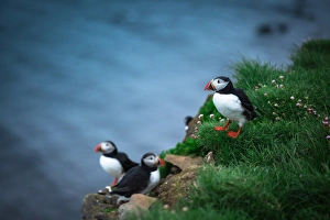 <b class=qtipBold><figcaption>Puffin birds in summer</figcaption></b><br><em>© This content is subject to copyright.</em> Puffin birds in summer