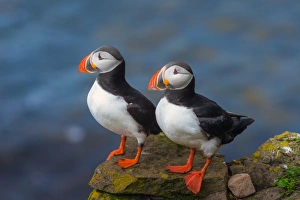 Puffin couple at Latrabjarg, Iceland