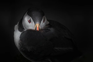 <b class=qtipBold><figcaption>Puffin with dark background</figcaption></b> Puffin with dark background