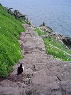 <b class=qtipBold><figcaption>Puffin descending south steps</figcaption></b><br>Atlantic Puffin on South steps of skellig michael. kkellig michael is located 12 kilometers off Iveragh Peninsula, County Kerry. Puffin descending south steps