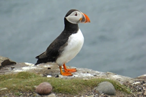 <b class=qtipBold><figcaption>Puffin, Farne islands, England</figcaption></b><br><em>© 2016 Frans Sellies</em> Puffin, Farne islands, England