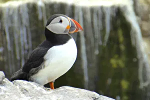 <b class=qtipBold><figcaption>Puffin, Farne islands, England</figcaption></b><br><em>© 2016 Frans Sellies</em> Puffin, Farne islands, England