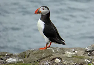 <b class=qtipBold><figcaption>Puffin, Farne islands, England</figcaption></b><br><em>© 2016 Frans Sellies</em> Puffin, Farne islands, England