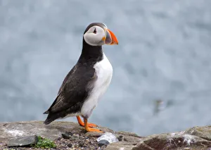 <b class=qtipBold><figcaption>Puffin, Farne islands, England</figcaption></b><br><em>© 2016 Frans Sellies</em> Puffin, Farne islands, England