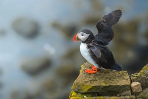 <b class=qtipBold><figcaption>Puffin flapping wings on a cliff</figcaption></b><br><em>© CoolbieRe</em> Puffin flapping wings on a cliff