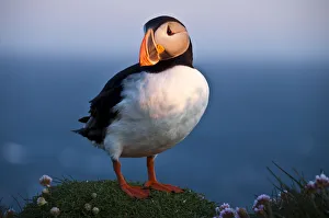 Puffin -Fratercula arctica-, Latrabjarg, Westfjords, Iceland, Europe Puffin -Fratercula arctica-, Latrabjarg, Westfjords, Iceland, Europe
