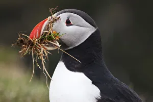 Puffin -Fratercula arctica-, Latrabjarg Peninsula, West Fjords, Iceland, Europe Puffin -Fratercula arctica-, Latrabjarg Peninsula, West Fjords, Iceland, Europe