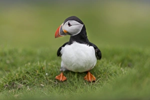 Puffin -Fratercula arctica-, Mykines, Faroe Islands, Denmark Puffin -Fratercula arctica-, Mykines, Faroe Islands, Denmark