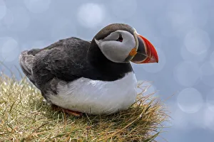 Puffin (Fratercula arctica), sitting in the grass, bird rock Latrabjard, Westfjords Puffin (Fratercula arctica), sitting in the grass, bird rock Latrabjard, Westfjords