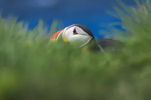 <b class=qtipBold><figcaption>A puffin hiding in grass bush</figcaption></b><br><em>© coolbiere</em> A puffin hiding in grass bush