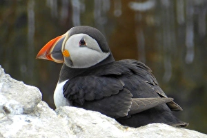 Puffin, Inner Farne, Farne islands, England Puffin, Inner Farne, Farne islands, England