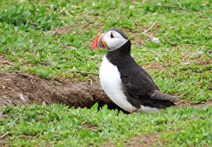 Puffin just outside its burrow, Farne islands, England Puffin just outside its burrow, Farne islands, England