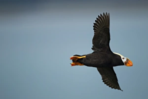 <b class=qtipBold><figcaption>Puffin, Katmai National Park, Alaska</figcaption></b><br>USA, Alaska, Katmai National Park, Tufted Puffin (Fratercula cirrhata) in flight along nesting cliffs along Hallo Bay on summer afternoon<br><em>© Paul Souders | WorldFoto</em> Puffin, Katmai National Park, Alaska